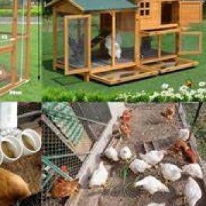How To Build A Chicken Coop